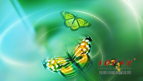 苏菲英语三俳句 Haiku  A Butterfly  by Sophy Chen