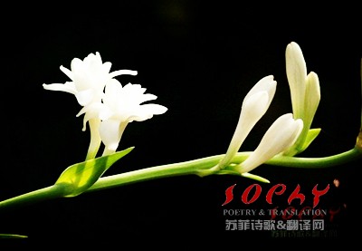 陕西籍女诗人、翻译家苏菲--笔墨为杆，英汉为骨