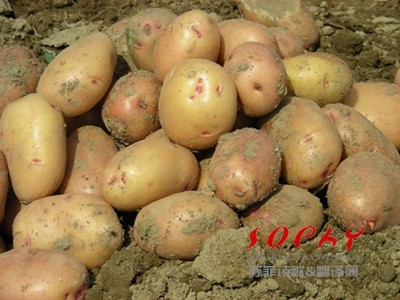 中国当代诗歌奖（2013-2014）评论系列 张智/野鬼的评论