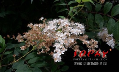 阳光，绽放在生命的空隙中 泰国女诗人梦凌/摄影采写